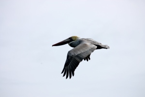 Pelican in SC